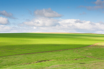 Green field under blue sky with white clouds. Green meadow. Cultivated agricultural field in the countryside.
