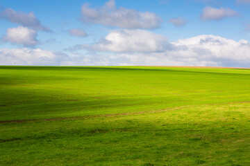 Green field under blue sky with white clouds. Green meadow. Cultivated agricultural field in the countryside.