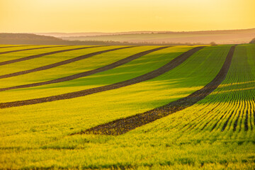 Green field under blue sky with white clouds. Green meadow. Cultivated agricultural field in the countryside.