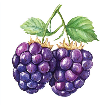 recommend clip art: Boysenberry fruit watercolor clipart illustration