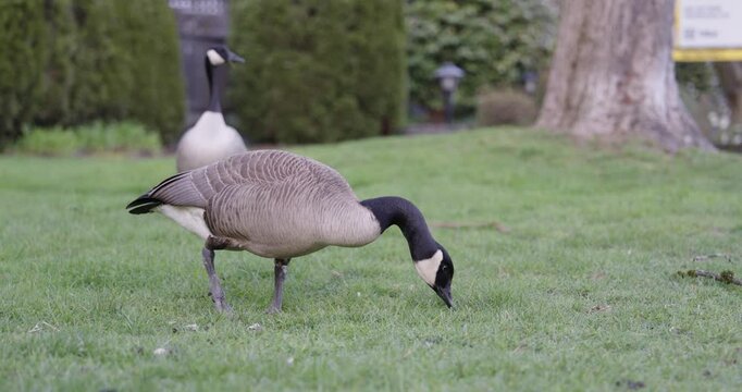 Canadian geese in the park