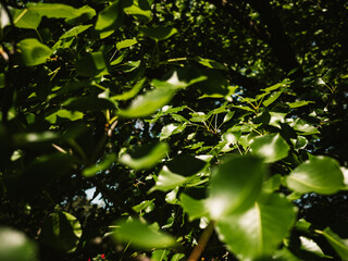 Tree leaves