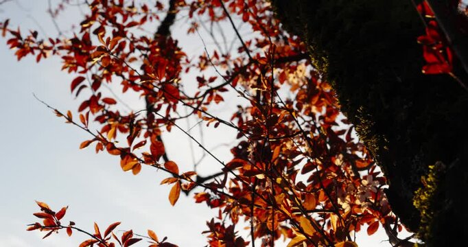 Autumn in the Park