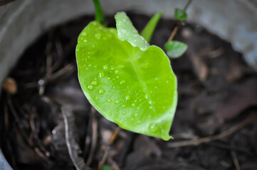 Alocasia, Alocasia macrorrhizos or Alocasia plant and rain droplet or dew drop
