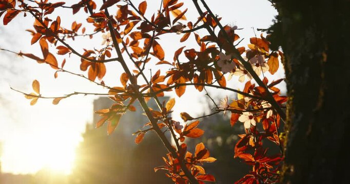 Autumn in the Park
