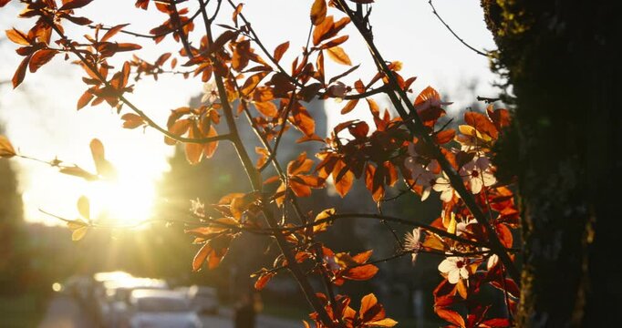 Autumn in the Park