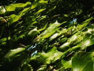 Green foliage with motion blur