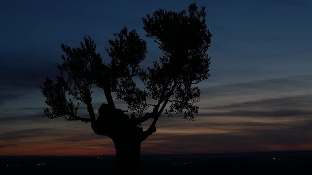Olive tree at sunset in summer at the wind and with a coloured background