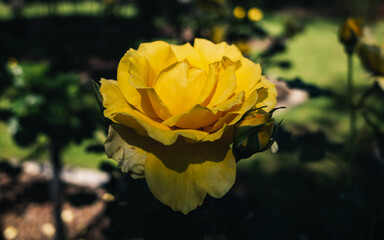 yellow rose flower
