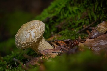 Puffball mushroom (Lycoperdon perlatum)