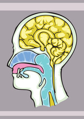 side cut of the head vector hand draw,  for biology, or healthy book illustration