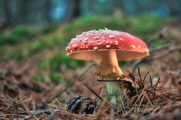 Fliegenpilz - amanita muscaria fly agaric - Mushroom in the Woods