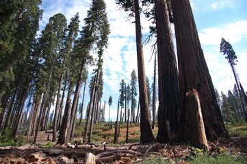 Redwood forest in Sequoia National Park, United States