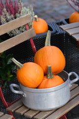 Three pumpkins in a steel pot