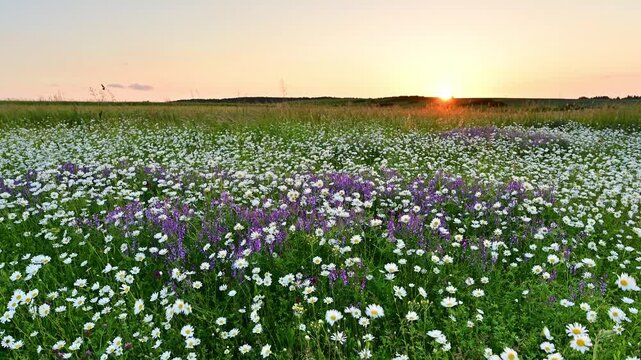 field of flowers