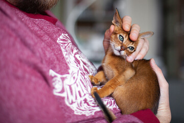 Close up of man petting abyssinian ruddy kitten. Funny red kitten sitting on mens chest. Positive emotions, anti stress concept. Copy space.
