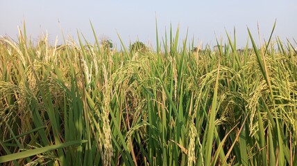 Obraz premium rice plant in rice field