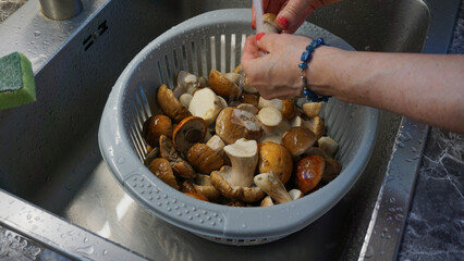 Washing variety of fresh mushrooms (boletus, leccinum) in a sink with a splash of water. Food preparation before cooking. Close up