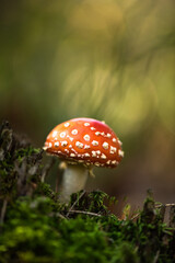 Beautiful Blurred Autumn Leaves Creating a Peaceful and Colorful Background