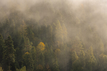 Naklejka premium Autumn Trees in Dense Fog Creating a Moody and Serene Scene