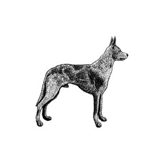 Koolie hand drawing vector isolated on background.