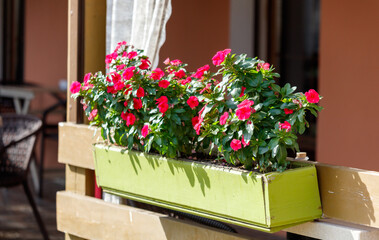 Fototapeta premium A green planter with red flowers sits on a wooden railing
