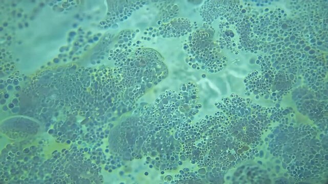 The motion singlecelled animals known infusoria captured microscope colony ciliates lake water stunning clarity closeup UHD 4K video organism animal biology mobile phone tiny micro