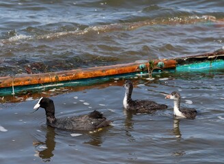 Adult Eurasian coot (Fulica atra) with offsprings swimming and eating. Coot family feeding near submerged boat. Parent Australian coot holding algae in beak and its chicks.