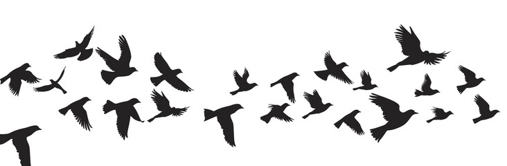 Obraz premium Silhouettes of birds in flight against a bright white sky, creating a sense of freedom and movement.