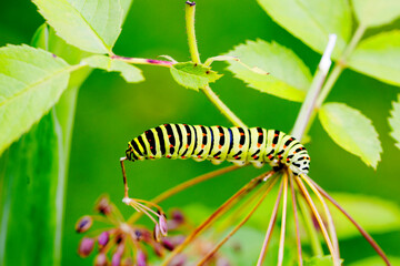 The caterpillar of the Swallowtail butterfly (Latin Papilio machaon).
 The caterpillar of the Papilio machaon Linnaeus butterfly.The caterpillar eats the plant.