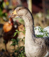 A duck is standing in a field with other birds
