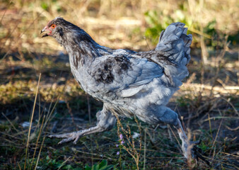 A chicken is running through a field of grass