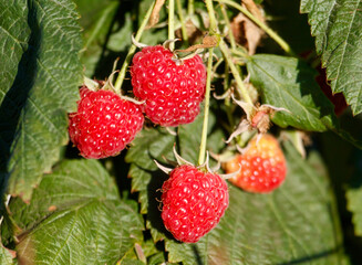 A bunch of red raspberries hanging from a tree