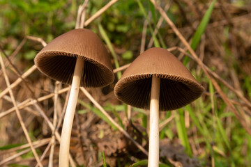 Parasola conopilea Mushroom foreground detail chapel poisonous small