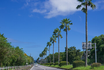 南国のヤシの木の続く道