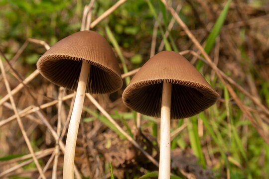 Parasola conopilea Mushroom foreground detail chapel poisonous small