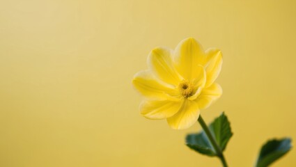 Fototapeta premium Bright Yellow Flower on Yellow Background.