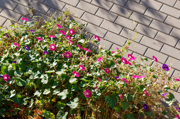 A bunch of purple flowers are growing on a brick walkway