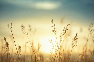 Naklejka premium Tall grasses in focus against a soft blue sky, sunset in the distance, blurred background symbolizing nature’s beauty and freedom