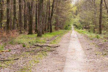 chemin rectiligne aux bois de la Versoix