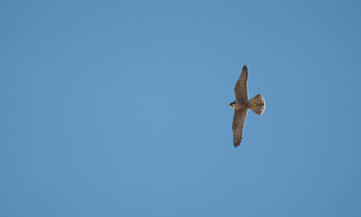 A hunting peregrine falcon )