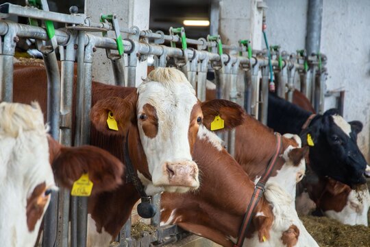 Milchk&uuml;he (Simmentaler Fleckvieh) im Stall eines Milchbauers