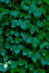 Ivy leaves. Green leafy background. Botanical plant