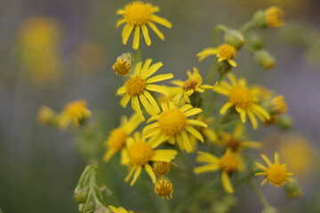 ż&oacute;łte kwiaty