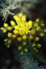 ż&oacute;łte kwiaty