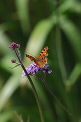 motyl na kwiatku © Monika