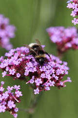 pszczoła na fioletowym kwiatku