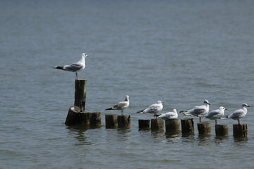 ptaki, zatoka wEnkhuizen © Monika