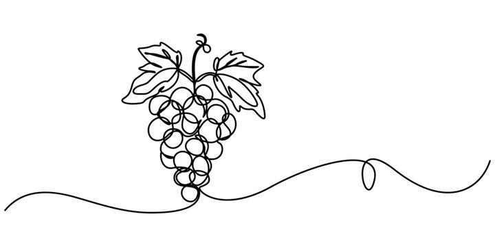 Continuous Line Drawing Of Grapes On A Transparent background, Vector illustration of grape isolated on white background. For kids coloring book, Winery Grapes Thin Line Icon On A Transparent