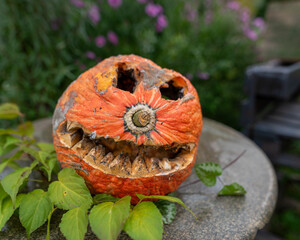 close up view of old halloween pumpkin in garden, scary Jack O Lantern Halloween pumpkins, ugly pumpkin after holiday